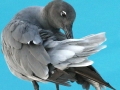 Lava Gull