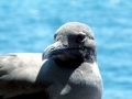 Lava Gull