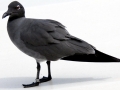 Lava Gull