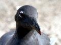 Lava Gull