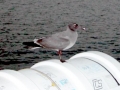 Lava Gull