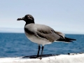 Lava Gull