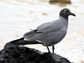 Lava Gull