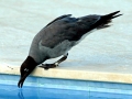 Lava Gull