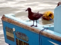 Lava Gull