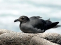 Lava Gull