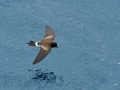 Lava Gull