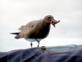 Lava Gull