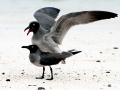 Lava Gull