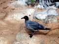Lava Gull