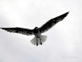 Lava Gull