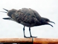 Lava Gull