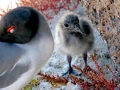Lava Gull