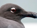 Lava Gull