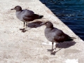 Lava Gull