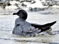 Lava Gull