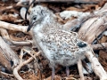 Lava Gull