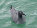 Lava Gull