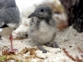 Lava Gull