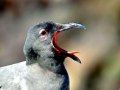 Lava Gull