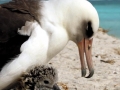 Laysan Albatross