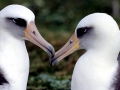 Laysan Albatross