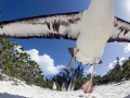 Laysan Albatross