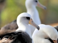 Laysan Albatross