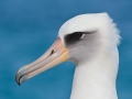 Laysan Albatross