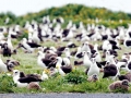 Laysan Albatross