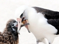 Laysan Albatross