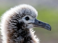 Laysan Albatross