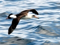 Laysan Albatross