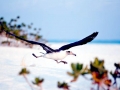 Laysan Albatross