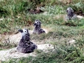 Laysan Albatross