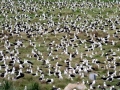 Laysan Albatross