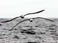 Laysan Albatross