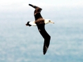 Laysan Albatross