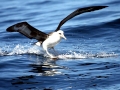 Laysan Albatross