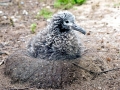 Laysan Albatross
