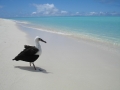 Laysan Albatross