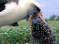Laysan Albatross