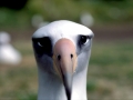 Laysan Albatross