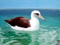 Laysan Albatross