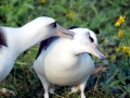 Laysan Albatross