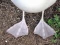 Laysan Albatross