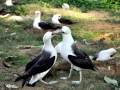 Laysan Albatross