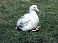 Laysan Albatross