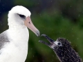 Laysan Albatross