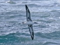 Laysan Albatross